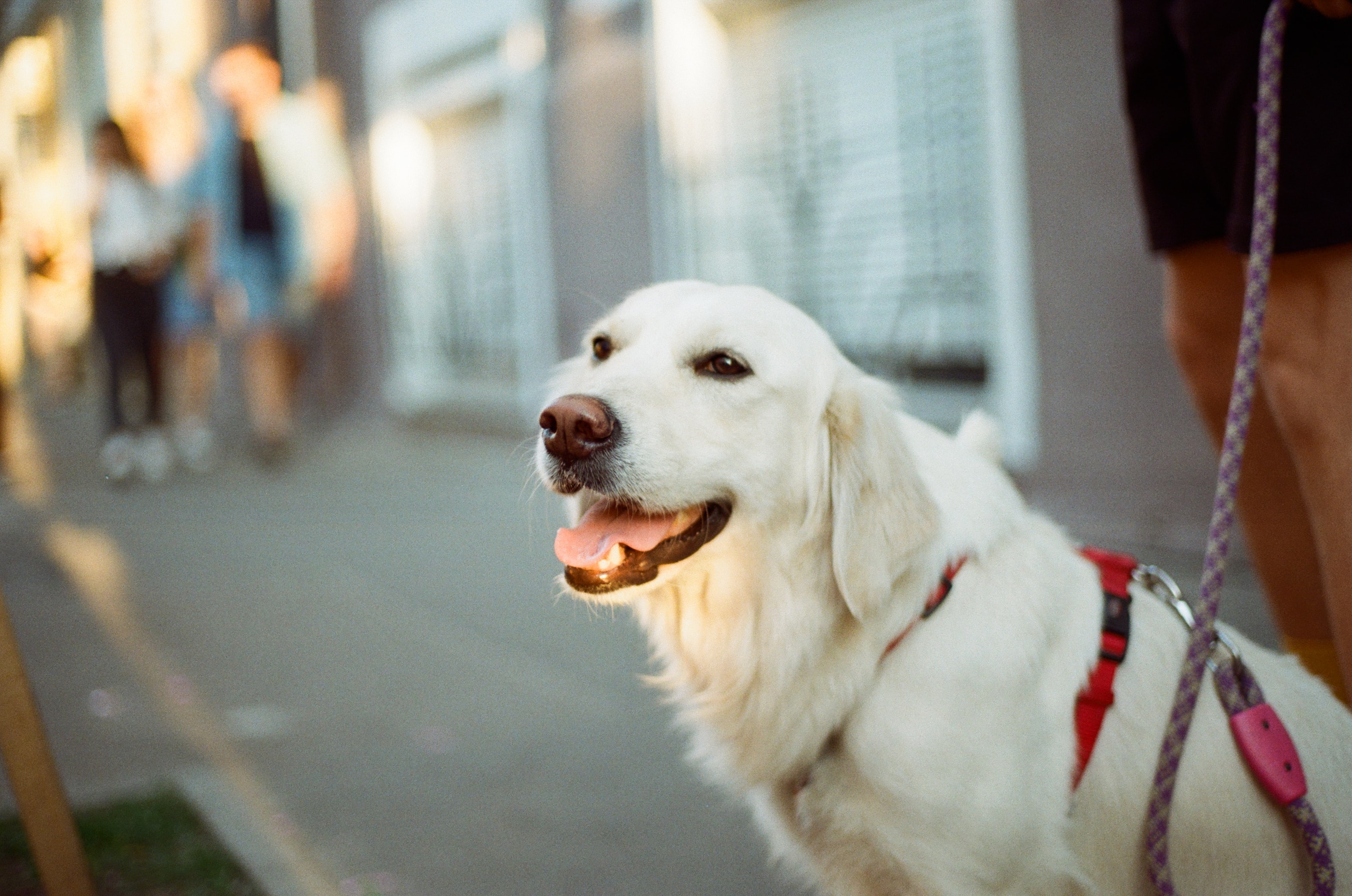 a leashed Golden Retriever walking on the street