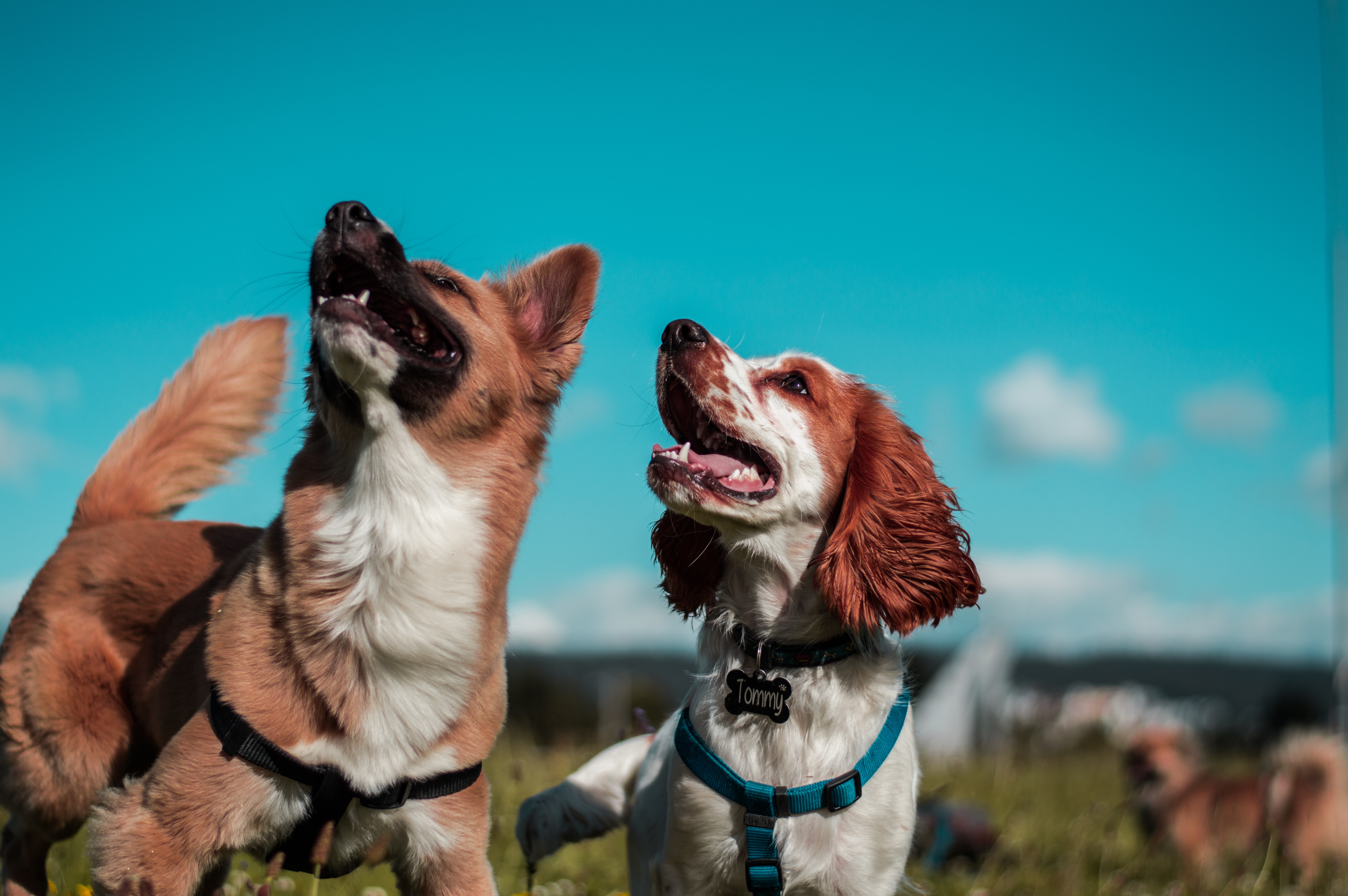 can a dog get pregnant by more than one dog at a time