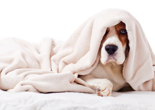 a basset hound lying under a blanket