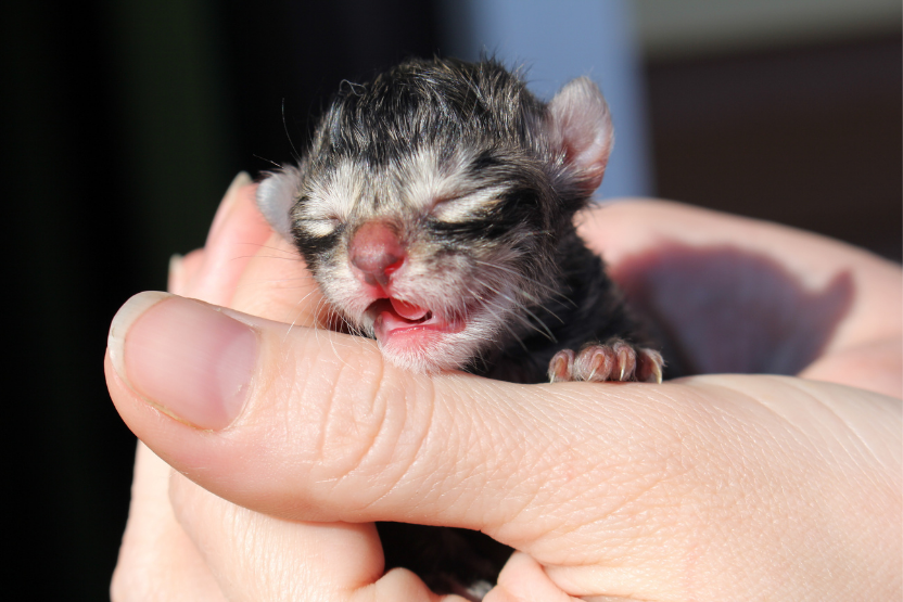 person holding newborn kitten