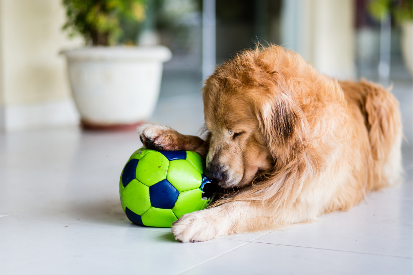 golden retriever with head resting against a green and blue ball