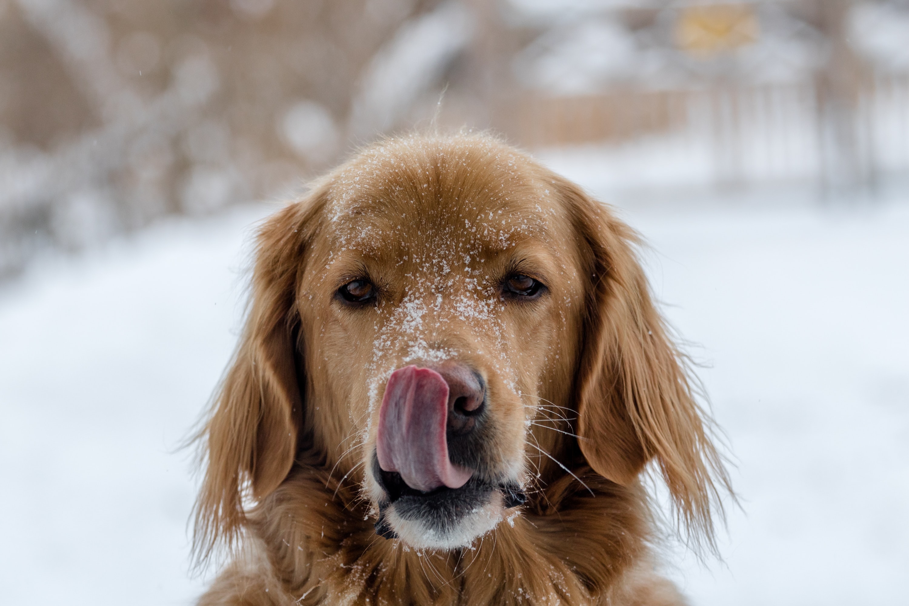 Labrador Retriever dog in the winter snow - flea and tick preventative medications for dogs