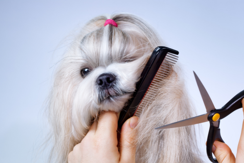 person holding comb and shears to a shih tzu's chin