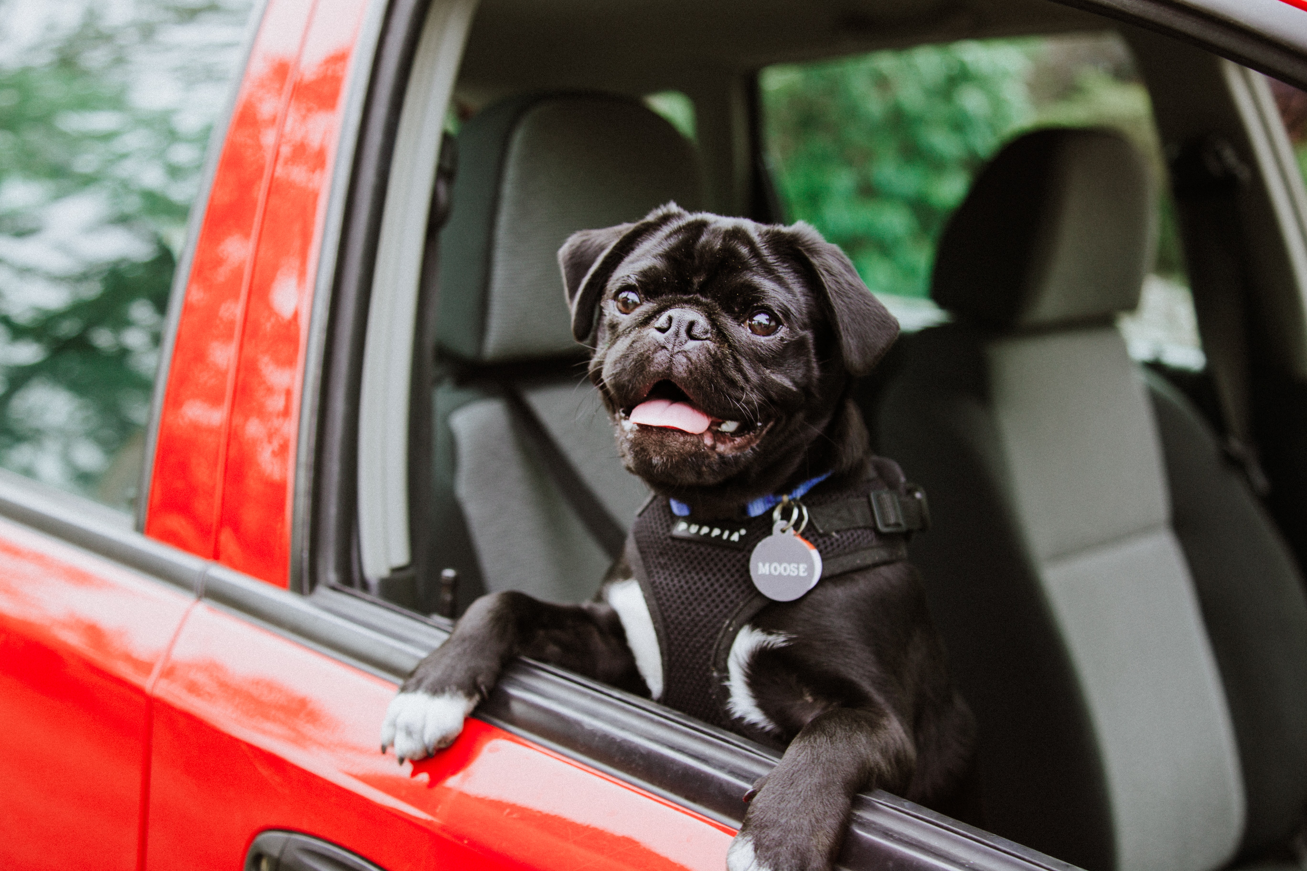 pug leaning out of a car window - taking a trip or a vacation with a dog