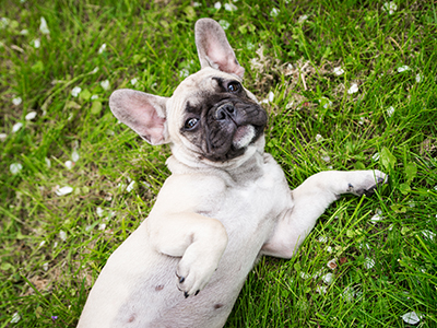 how much is a french bulldog puppy cost