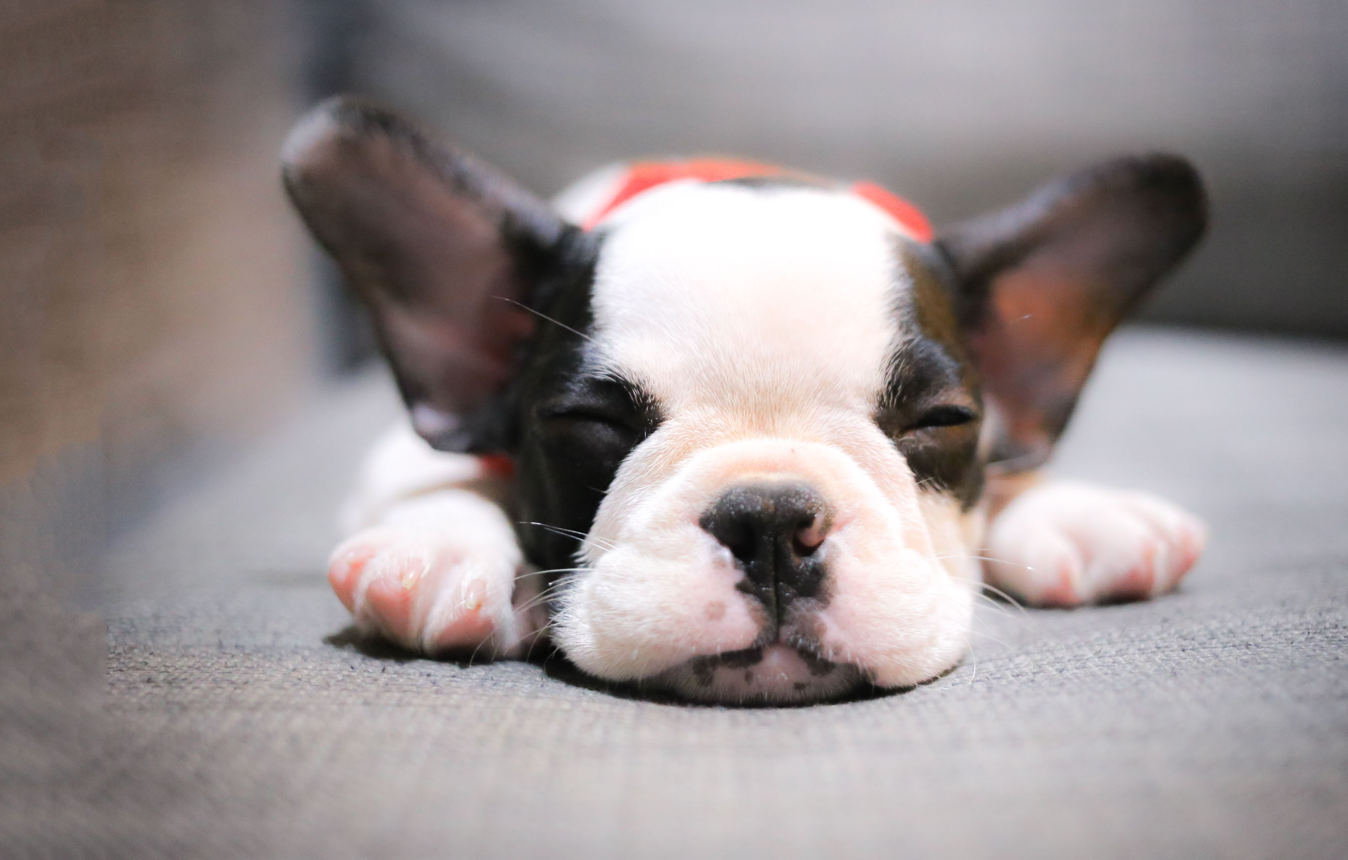 French bulldog puppy lying on the couch