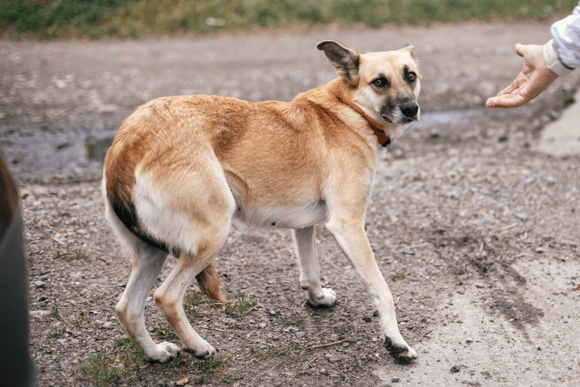 Brown dog cowering and hesitant to approach a person's outstretched hand