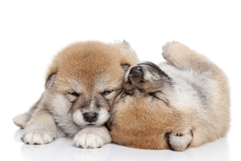 Two Shiba Inu puppies snuggling on floor - how expensive is it to own a shiba