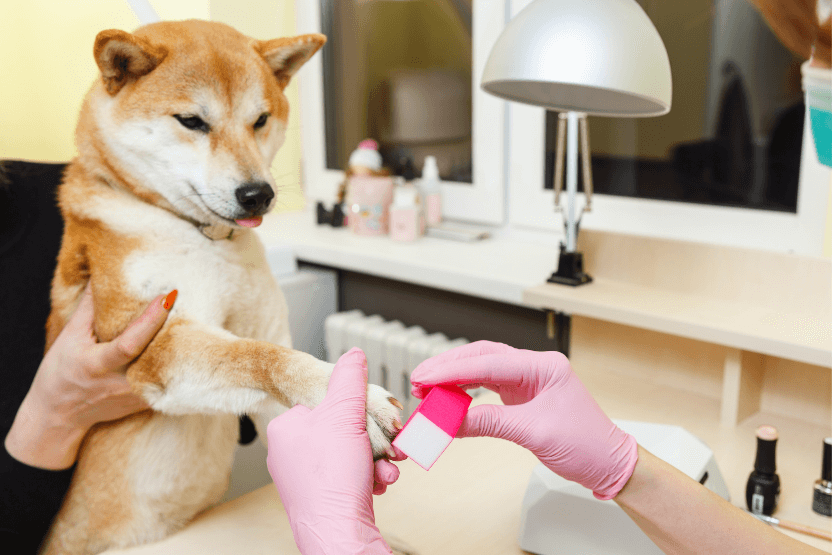 Shiba Inu getting a manicure at pet salon