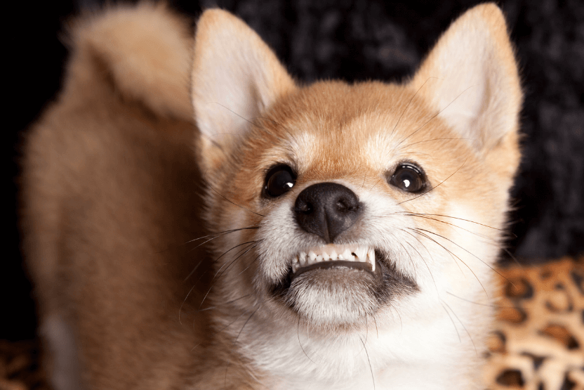 Shiba Inu growling