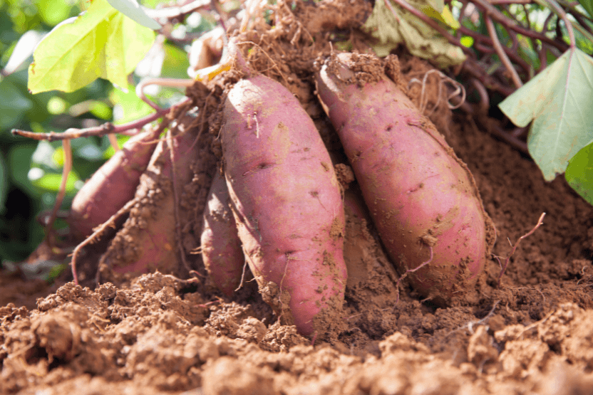 Sweet potatoes in the garden - Can Cats Eat Sweet Potatoes