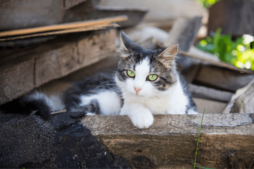 White and dark tabby cat sitting in a woodpile