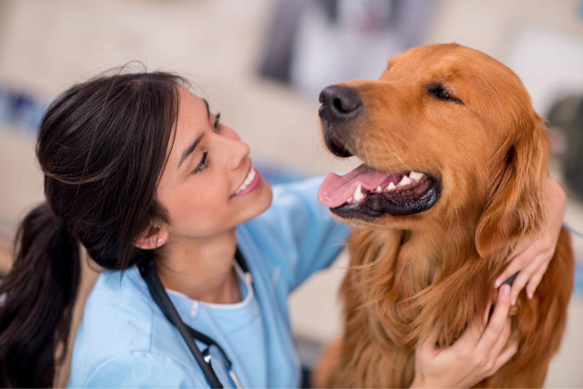 Golden retriever being hugged by vet in blue scrubs