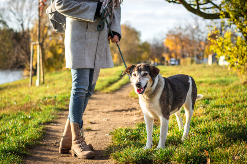 senior brown and white dog wearing a leash standing next to a dog walker in the grass