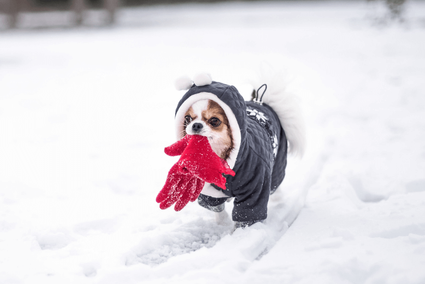 small dog wearing a thick, hooded jacket in the snow