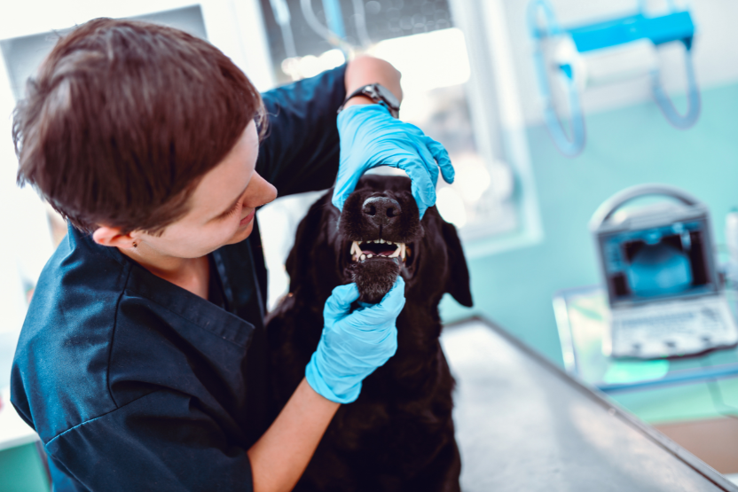 A vet tech examining a dog's teeth and body for signs of vitamin and calcium deficiencies