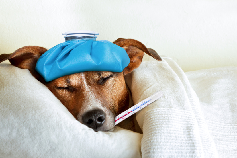 sick brown and white jack russell dog lying on a pillow under a blanket with a blue water bottle on their head and a thermometer in their mouth