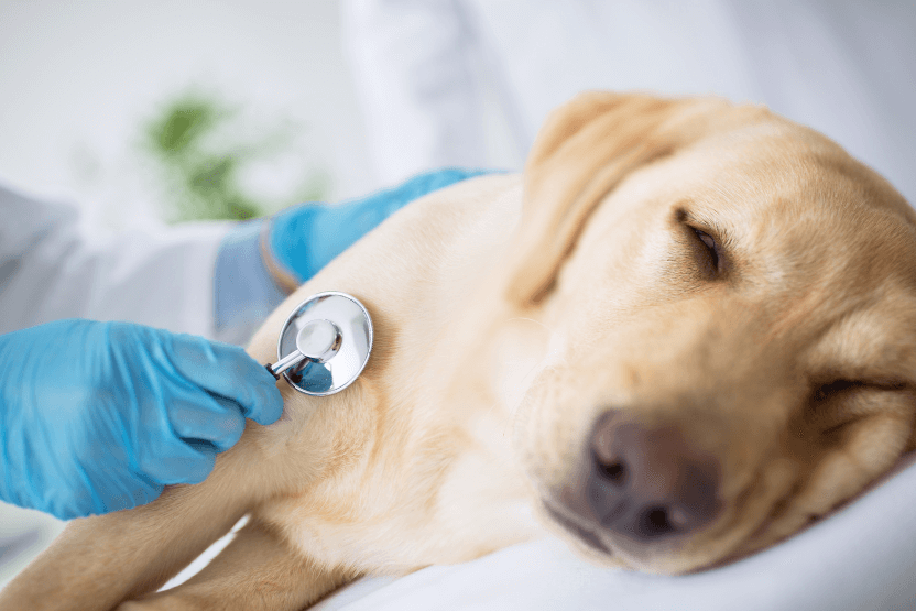 sick yellow Labrador retriever