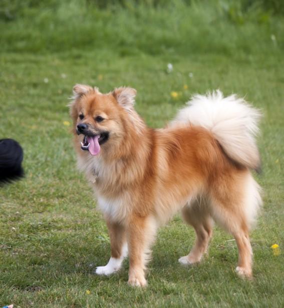 breed image