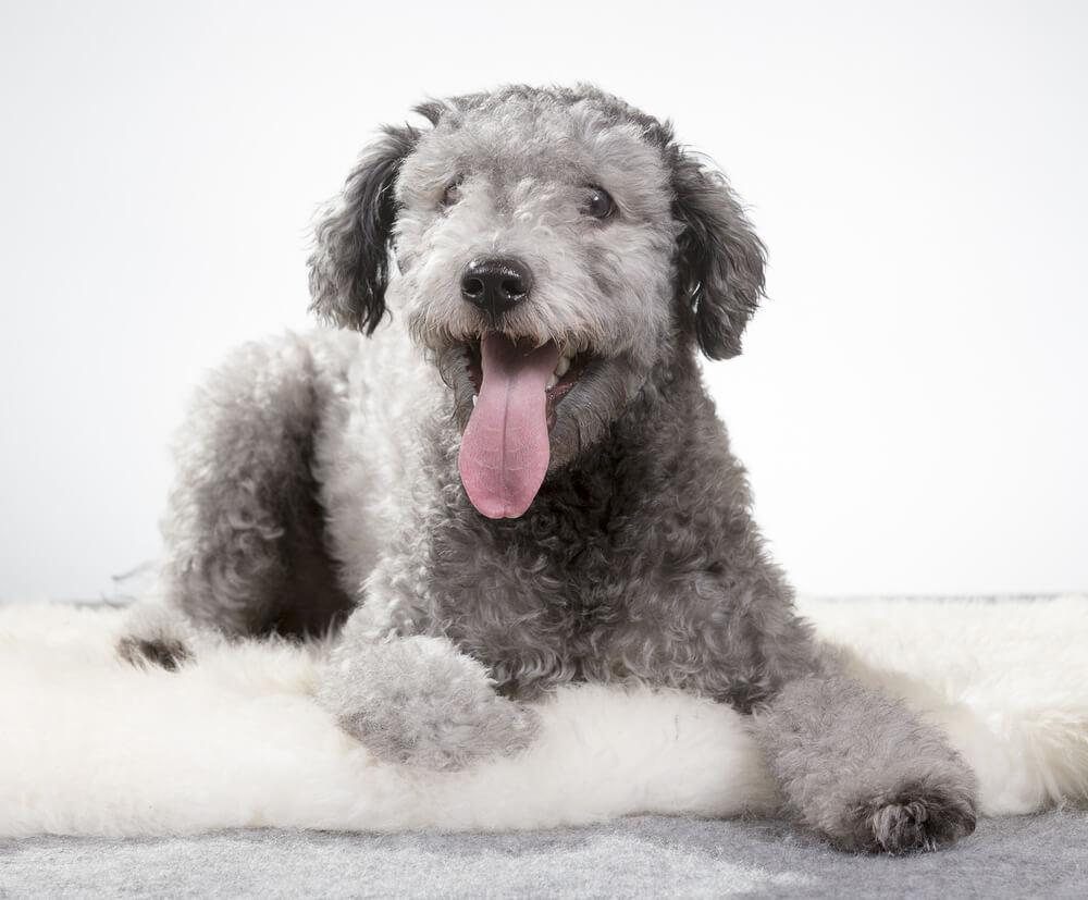breed image