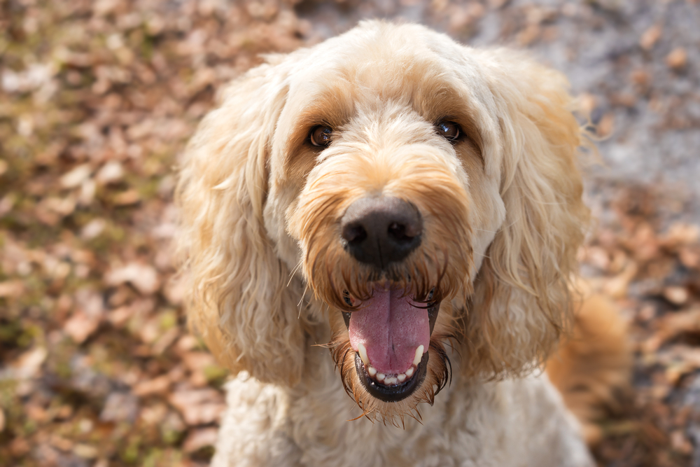 breed image