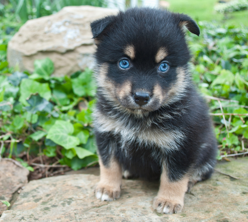 breed image