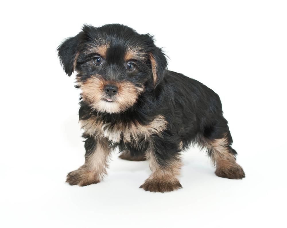 breed image
