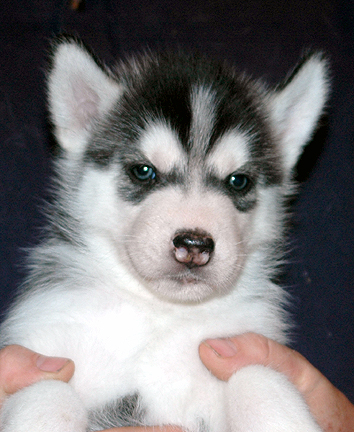 5 week old husky