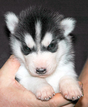 how many puppies can a husky siberian husky breed information puppies pictures how many puppies can a husky siberian husky breed information puppies pictures
