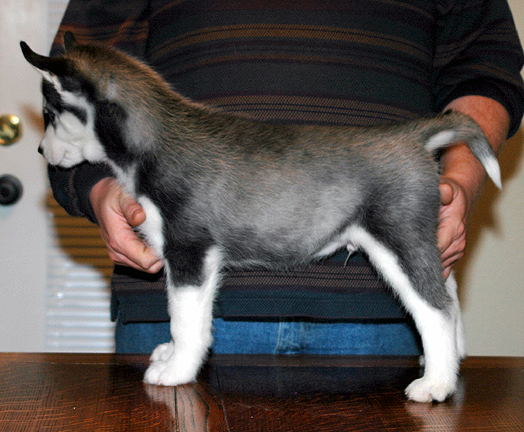 8 week old siberian husky puppy