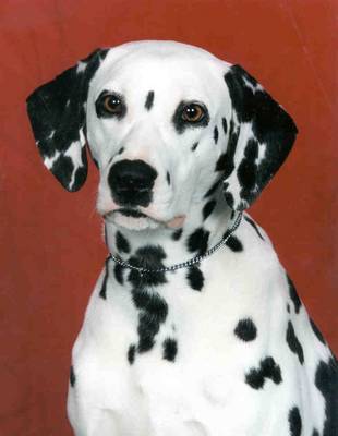 breed image