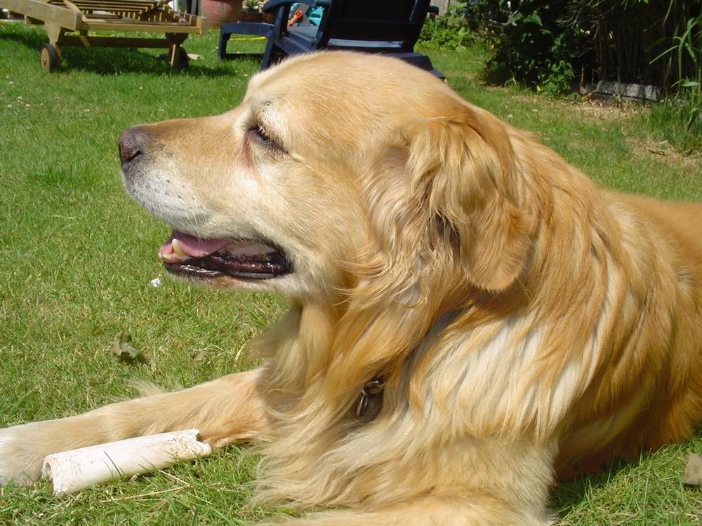 golden retriever puppies information golden retriever breed information puppies pictures golden retriever puppies information golden retriever breed information puppies pictures
