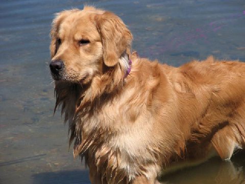 golden retriever expectancy golden retriever breed information puppies pictures golden retriever expectancy golden retriever breed information puppies pictures
