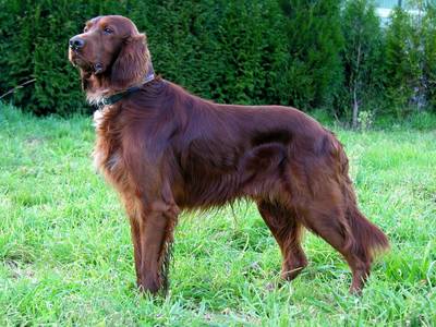 breed image