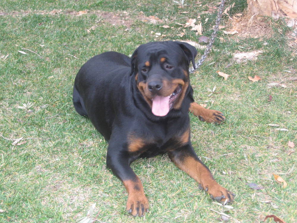 rottweiler information rottweiler breed information puppies pictures rottweiler information rottweiler breed information puppies pictures