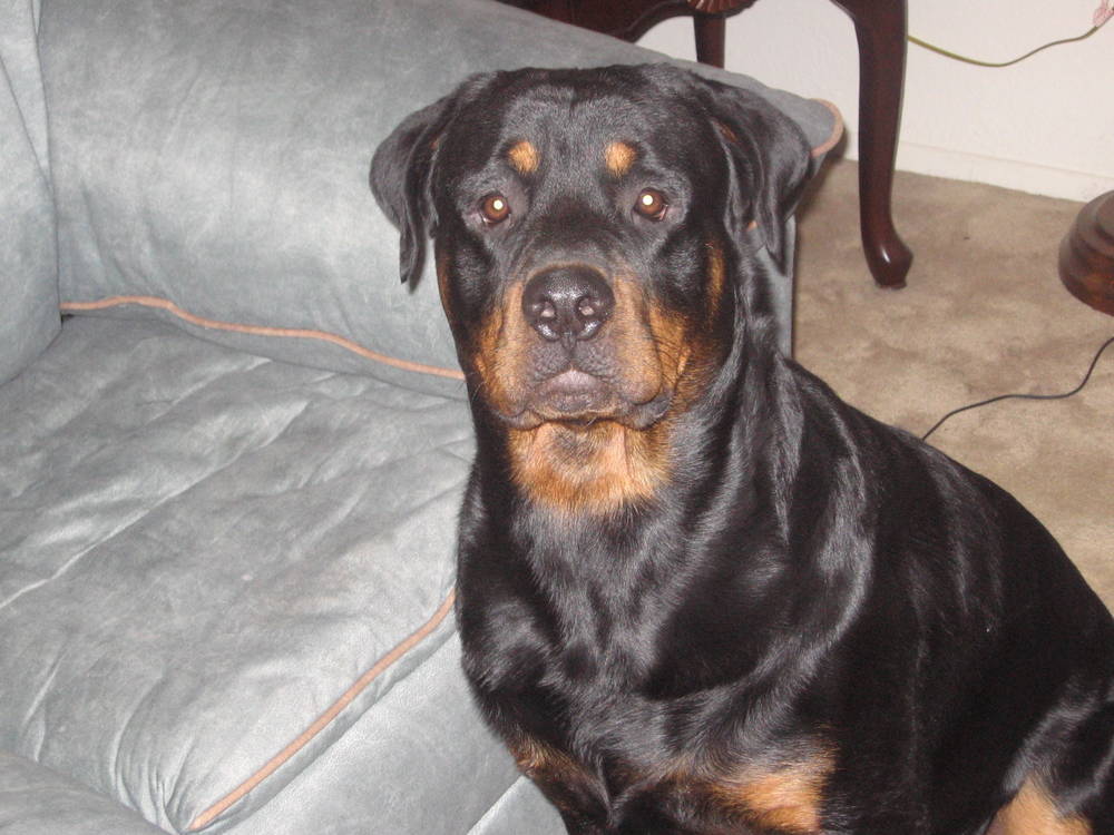 rottweiler 1 year shadow 1 year rottweiler 1 year shadow 1 year