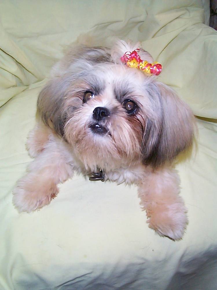 shih tzu information shih tzu breed information puppies pictures shih tzu information shih tzu breed information puppies pictures