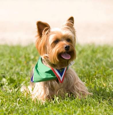 breed image