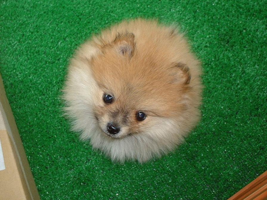 pomeranian classification pomeranian breed information puppies pictures pomeranian classification pomeranian breed information puppies pictures