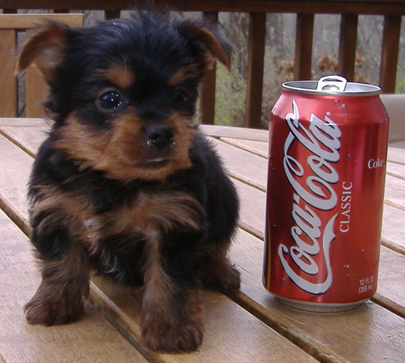 do yorkies tails do yorkies curly tails do yorkies curly tails how to visually determine do yorkies tails do yorkies curly tails do yorkies curly tails how to visually determine
