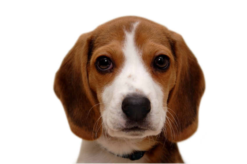 Make Dog Names For Beagles Make Dog Names For Beagles