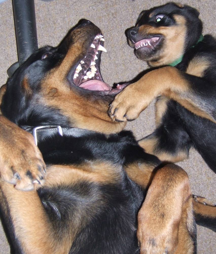 height of rottweiler rottweiler breed information puppies pictures height of rottweiler rottweiler breed information puppies pictures