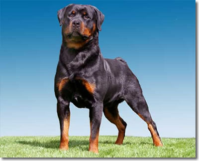 Rottweiler Dog Breed Information, Puppies & Pictures