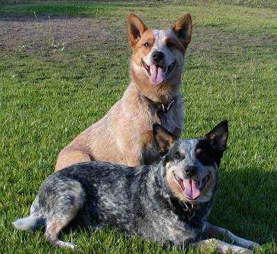 breed image