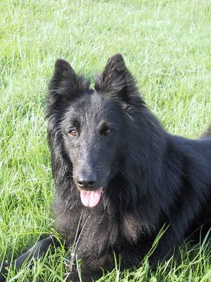 breed image