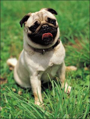 breed image