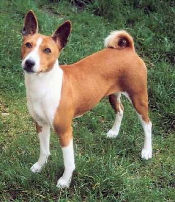 breed image