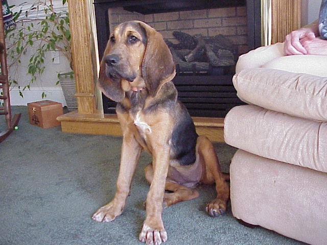 Bloodhound Dog Breed Information, Puppies & Pictures