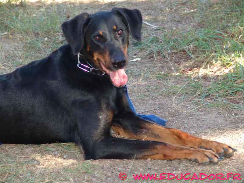 Beauceron Dog Breed Information, Puppies & Pictures