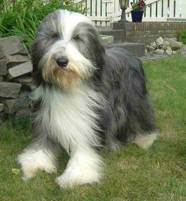 breed image
